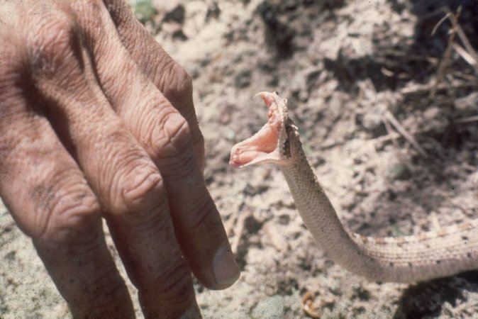 circa 1980: A sidewinder, a small venomous rattlesnake, raises its head to strike a human hand. (Photo by Hulton Archive/Getty Images)