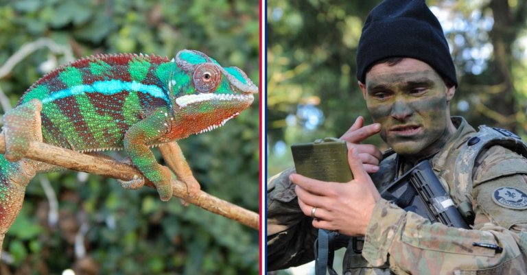 7 animals with better camouflage than you