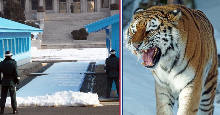 What a Korean peace could mean for the nature preserve at the DMZ